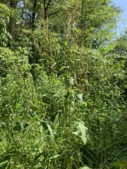 Rumex confertus