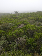 Neotoma fuscipes annectens