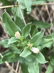 Spigelia hedyotidea
