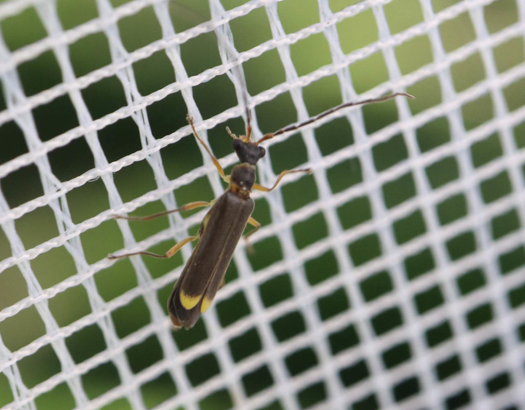 Malthinus biguttatus