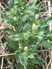 Spigelia hedyotidea