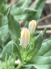Spigelia hedyotidea