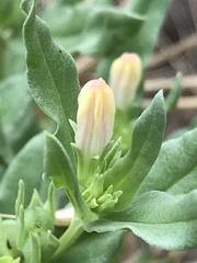 Spigelia hedyotidea
