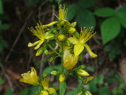 Hairy St John's-wort (Hypericum hirsutum)