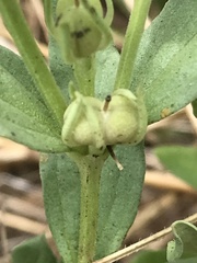 Spigelia hedyotidea