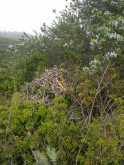 Neotoma fuscipes annectens