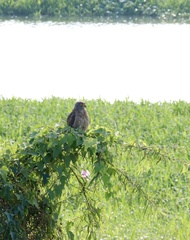 Rupornis magnirostris