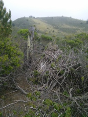 Neotoma fuscipes annectens