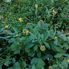 Geum aleppicum