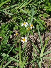 Bidens alba