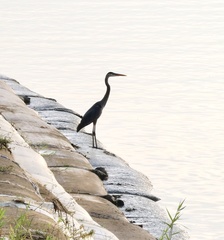 Ardea herodias