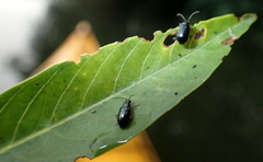 Lysathia ludoviciana