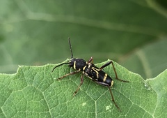 Xylotrechus nitidus