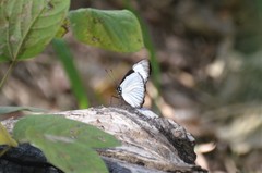 Hypolimnas anthedon wahlbergi