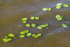 Nuphar lutea