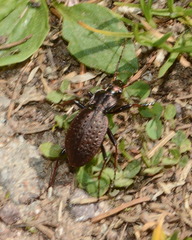 Carabus linnaei