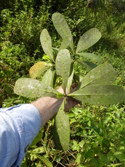 Voacanga thouarsii