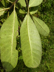 Voacanga thouarsii