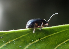 Lysathia ludoviciana