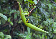 Strophanthus divaricatus
