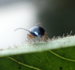 Lysathia ludoviciana