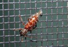 Eupogonius tomentosus