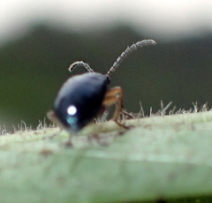 Lysathia ludoviciana