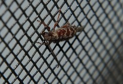 Eupogonius tomentosus