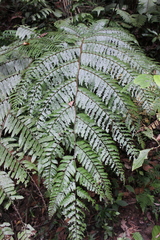 Cyathea fulva