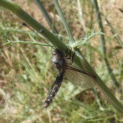 Bubopsis agrionoides