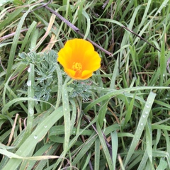 Eschscholzia californica maritima