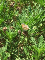 Leptotes marina
