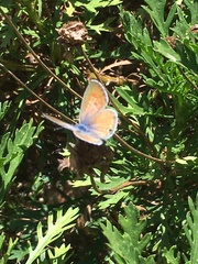 Leptotes marina