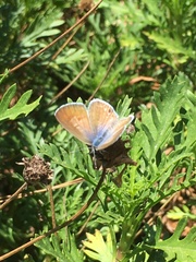 Leptotes marina