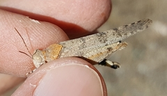 Trimerotropis occidentalis