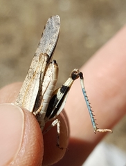 Trimerotropis occidentalis