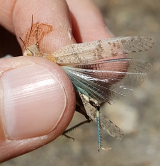 Trimerotropis occidentalis