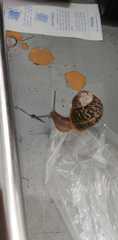 Cornu aspersum