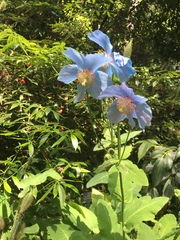 Meconopsis betonicifolia