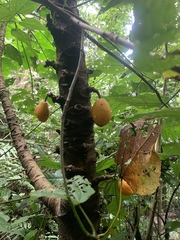 Vasconcellea cauliflora