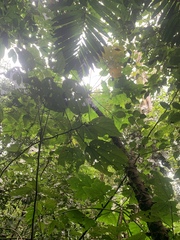 Vasconcellea cauliflora