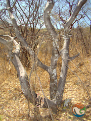 Bursera submoniliformis