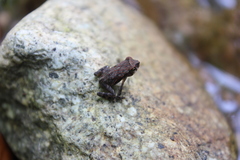 Incilius tutelarius