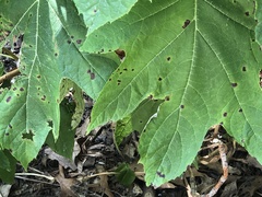 Cercospora hydrangeae
