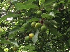 Prunus