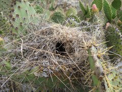 Campylorhynchus brunneicapillus sandiegensis
