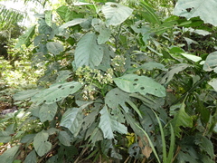 Psychotria limba