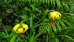 Lilium pyrenaicum