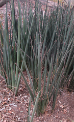Sansevieria pearsonii