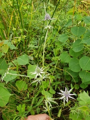 Eryngium hookeri